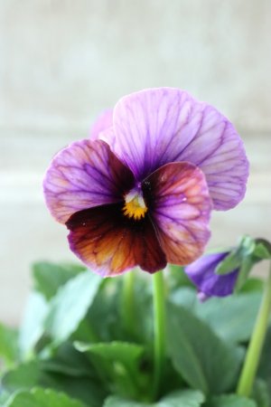 画像3: Nouvelle Vague〜ヌーヴェルヴァーグ〜 No.14