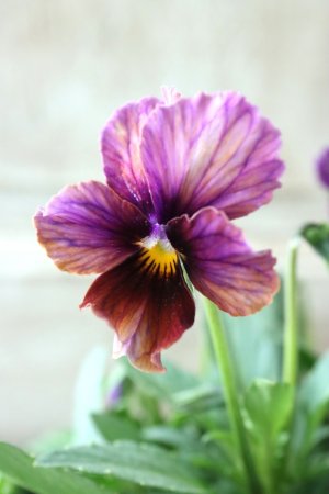 画像3: Nouvelle Vague〜ヌーヴェルヴァーグ〜 No.16