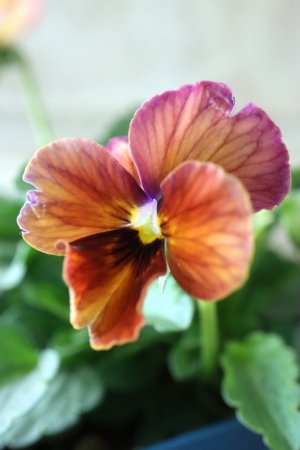 画像3: Nouvelle Vague〜ヌーヴェルヴァーグ〜 No.1