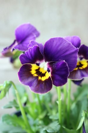 画像3: Nouvelle Vague〜ヌーヴェルヴァーグ〜 No.33