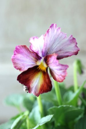 画像3: Nouvelle Vague〜ヌーヴェルヴァーグ〜 No.25