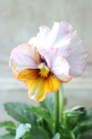 画像4: Nouvelle Vague〜ヌーヴェルヴァーグ〜 No.30