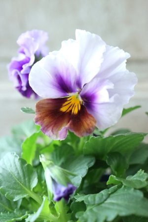 画像3: Nouvelle Vague〜ヌーヴェルヴァーグ〜 No.34