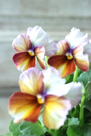 画像2: Nouvelle Vague〜ヌーヴェルヴァーグ〜 No.37