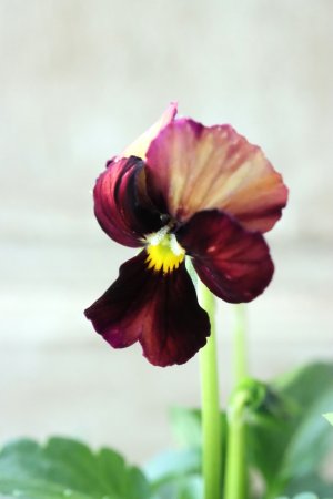 画像1: Nouvelle Vague〜ヌーヴェルヴァーグ〜 No.8