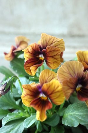 画像3: Nouvelle Vague〜ヌーヴェルヴァーグ〜 No.2