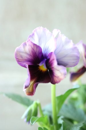 画像4: Nouvelle Vague〜ヌーヴェルヴァーグ〜 No.6