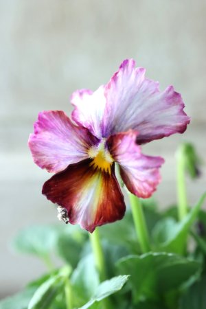 画像4: Nouvelle Vague〜ヌーヴェルヴァーグ〜 No.25