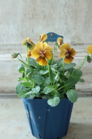 画像5: Nouvelle Vague〜ヌーヴェルヴァーグ〜 No.12