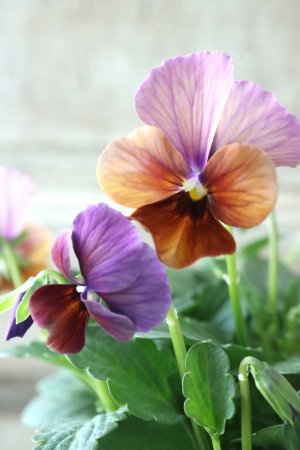 画像4: Nouvelle Vague〜ヌーヴェルヴァーグ〜 No.17