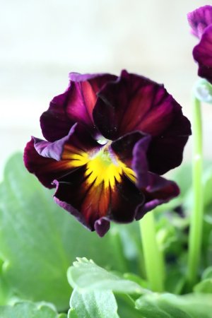 画像2: Nouvelle Vague〜ヌーヴェルヴァーグ〜 No.21