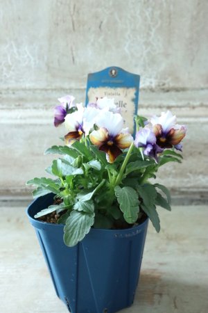 画像5: Nouvelle Vague〜ヌーヴェルヴァーグ〜 No.6