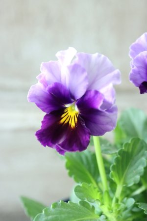 画像2: Nouvelle Vague〜ヌーヴェルヴァーグ〜 No.34