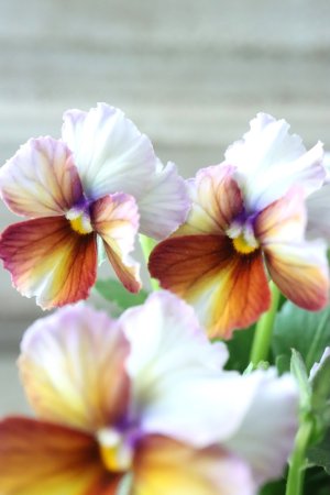 画像1: Nouvelle Vague〜ヌーヴェルヴァーグ〜 No.37