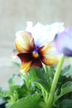 画像1: Nouvelle Vague〜ヌーヴェルヴァーグ〜 No.6