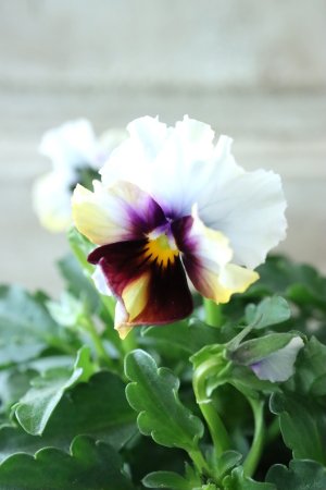 画像3: Nouvelle Vague〜ヌーヴェルヴァーグ〜 No.40