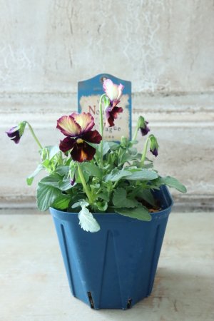 画像5: Nouvelle Vague〜ヌーヴェルヴァーグ〜 No.29