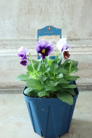 画像5: Nouvelle Vague〜ヌーヴェルヴァーグ〜 No.34