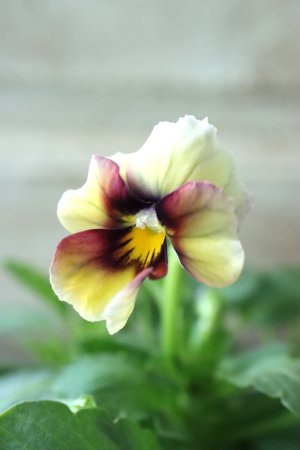 画像4: Nouvelle Vague〜ヌーヴェルヴァーグ〜 No.19