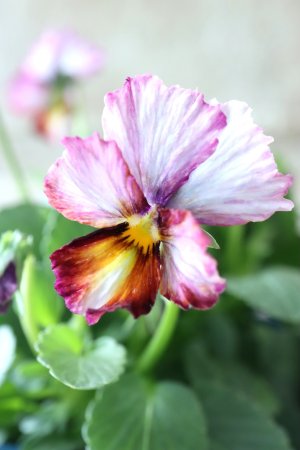 画像2: Nouvelle Vague〜ヌーヴェルヴァーグ〜 No.25