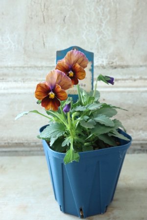 画像4: Nouvelle Vague〜ヌーヴェルヴァーグ〜 No.5