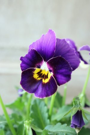 画像2: Nouvelle Vague〜ヌーヴェルヴァーグ〜 No.33