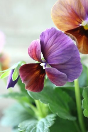 画像2: Nouvelle Vague〜ヌーヴェルヴァーグ〜 No.17