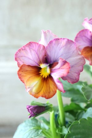 画像1: Nouvelle Vague〜ヌーヴェルヴァーグ〜 No.30