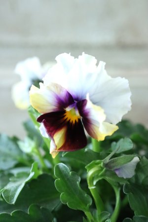 画像2: Nouvelle Vague〜ヌーヴェルヴァーグ〜 No.40