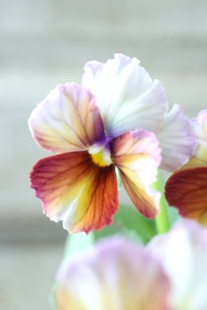 画像3: Nouvelle Vague〜ヌーヴェルヴァーグ〜 No.37