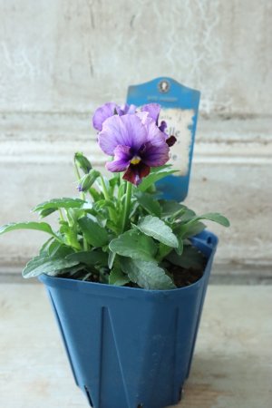 画像5: Nouvelle Vague〜ヌーヴェルヴァーグ〜 No.35