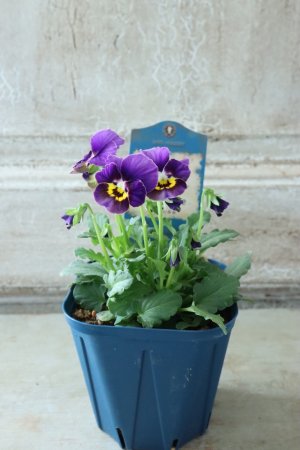 画像5: Nouvelle Vague〜ヌーヴェルヴァーグ〜 No.33