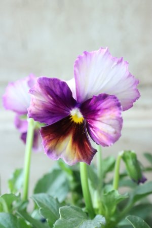 画像3: Nouvelle Vague〜ヌーヴェルヴァーグ〜 No.31