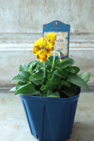 画像4: Nouvelle Vague〜ヌーヴェルヴァーグ〜 No.3