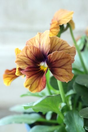 画像1: Nouvelle Vague〜ヌーヴェルヴァーグ〜 No.2