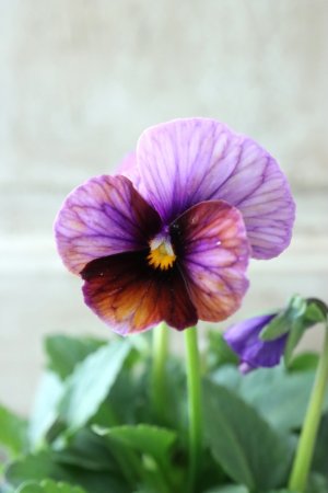 画像4: Nouvelle Vague〜ヌーヴェルヴァーグ〜 No.14