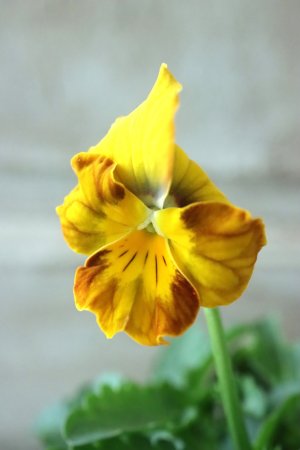 画像1: Nouvelle Vague〜ヌーヴェルヴァーグ〜 No.3