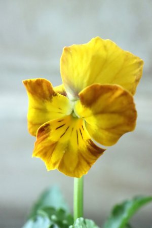 画像3: Nouvelle Vague〜ヌーヴェルヴァーグ〜 No.3