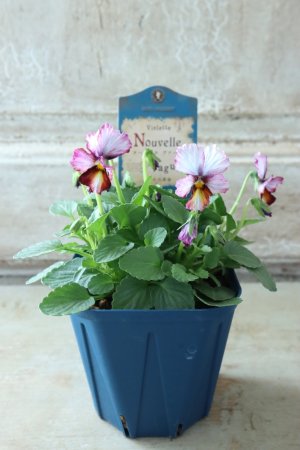 画像5: Nouvelle Vague〜ヌーヴェルヴァーグ〜 No.25