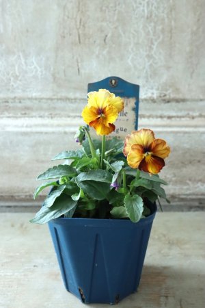 画像4: Nouvelle Vague〜ヌーヴェルヴァーグ〜 No.20