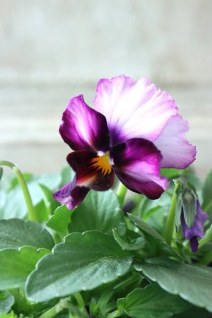 画像1: Nouvelle Vague〜ヌーヴェルヴァーグ〜 No.24