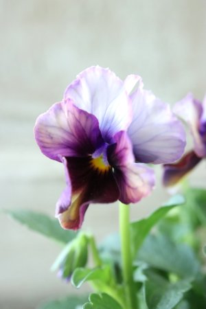 画像3: Nouvelle Vague〜ヌーヴェルヴァーグ〜 No.6