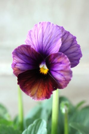 画像1: Nouvelle Vague〜ヌーヴェルヴァーグ〜 No.14