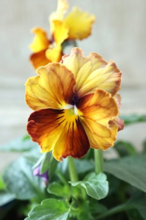 画像1: Nouvelle Vague〜ヌーヴェルヴァーグ〜 No.20