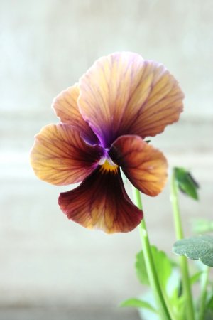 画像3: Nouvelle Vague〜ヌーヴェルヴァーグ〜 No.18