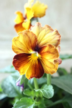 画像3: Nouvelle Vague〜ヌーヴェルヴァーグ〜 No.20