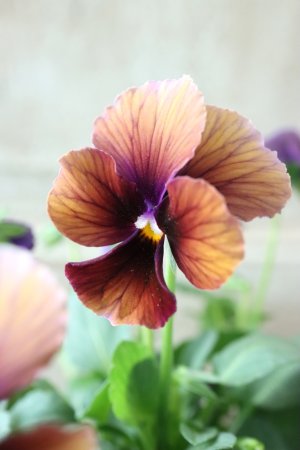 画像1: Nouvelle Vague〜ヌーヴェルヴァーグ〜 No.18