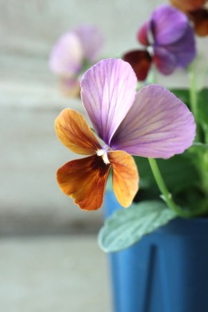 画像3: Nouvelle Vague〜ヌーヴェルヴァーグ〜 No.17