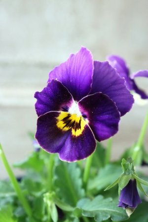 画像1: Nouvelle Vague〜ヌーヴェルヴァーグ〜 No.33