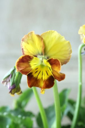 画像3: Nouvelle Vague〜ヌーヴェルヴァーグ〜 No.39